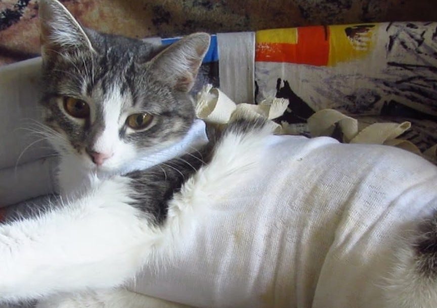 Cat care after spay. Cat care after spay.It’s no secret that… by