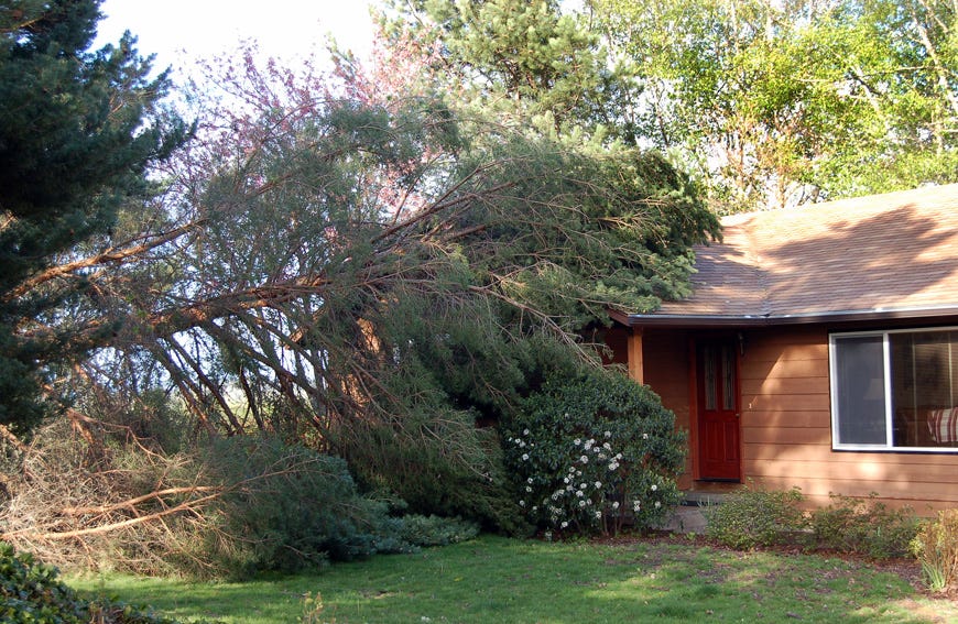 Steps to Take When A Tree Falls Over on Your House by Five Star Tree