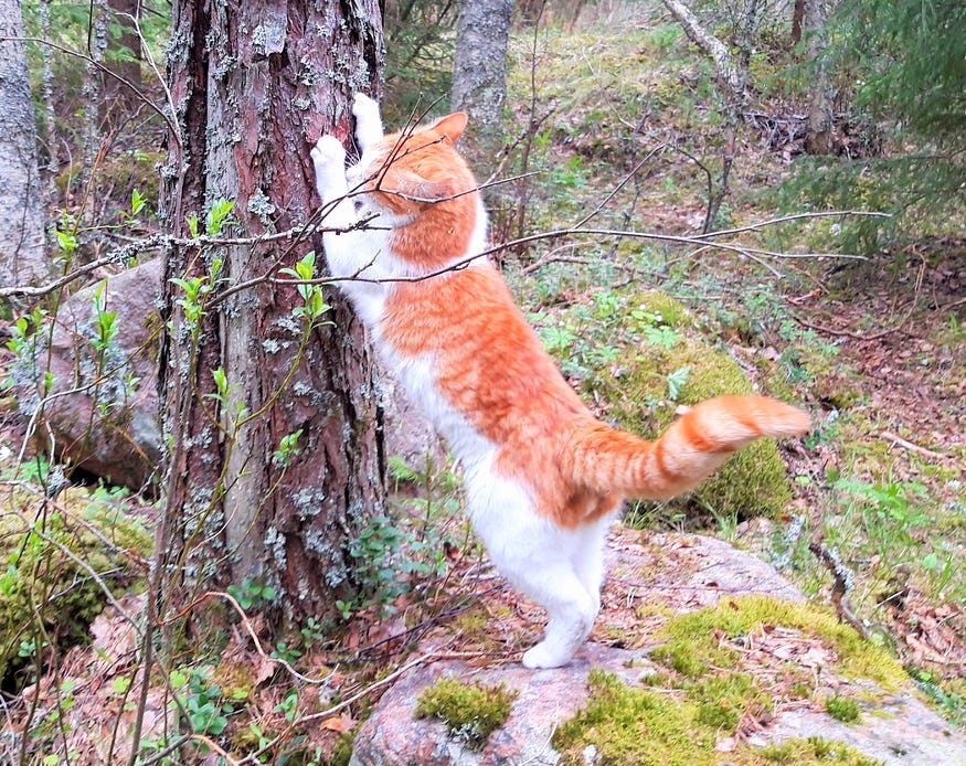 What Is It About Cats And Upholstery? by Susan Nilson The Cat And