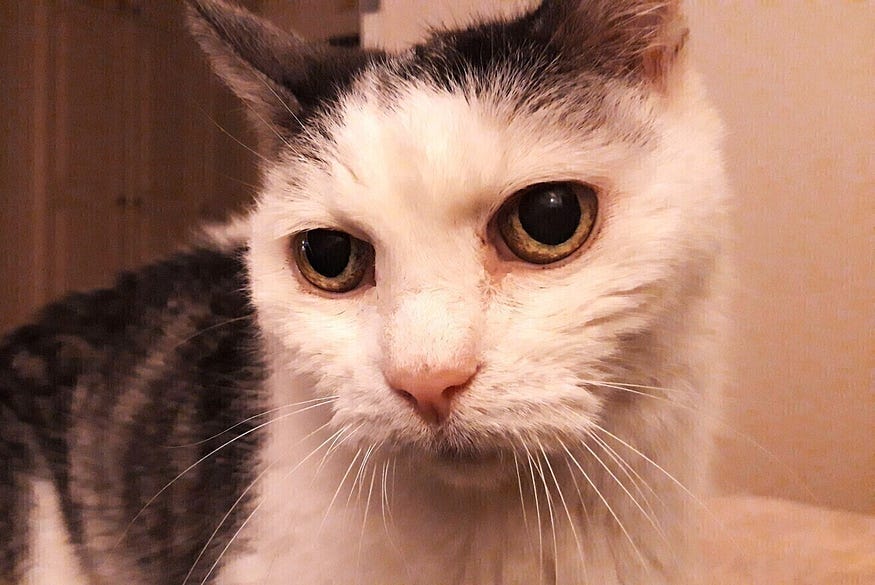 Do Cats Have A Sixth Sense For Our Human Emotions? by Susan Nilson