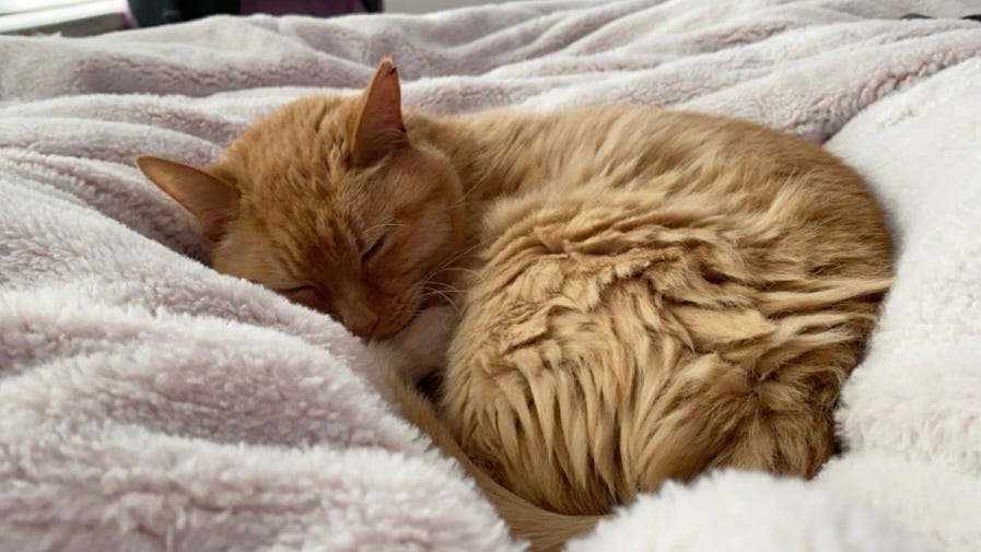 Here’s Why I Love My Cats Paw Prints So Much by Haylee Griffith