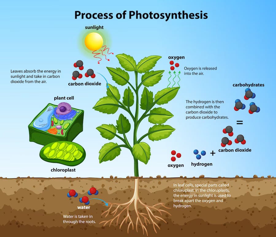 What is Photosynthesis?. Did you know that understanding can… by
