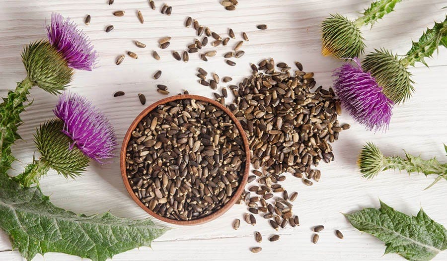 15 Amazing Benefits of Milk Thistle for Liver Detox by Usama Shafiq
