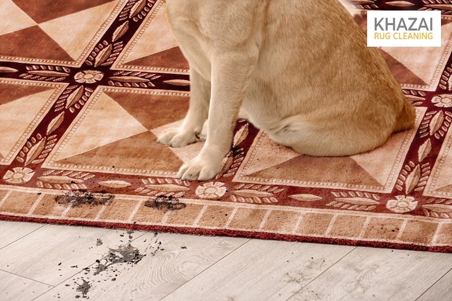 AllInOne Guide To Pet Stains and Odor Removal by Khazai Rug