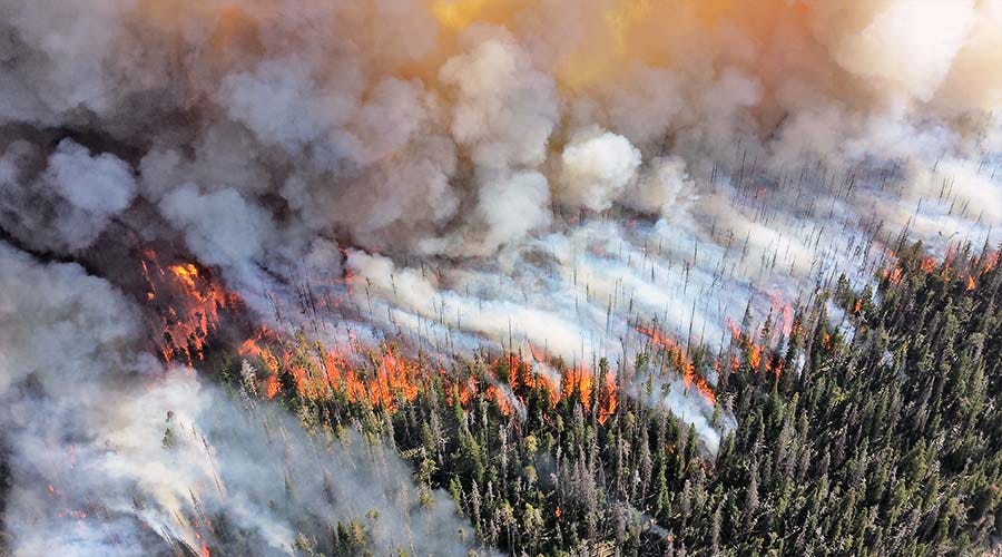 Forest Fires Sink or Source. A look into Forests’ role in Carbon… by
