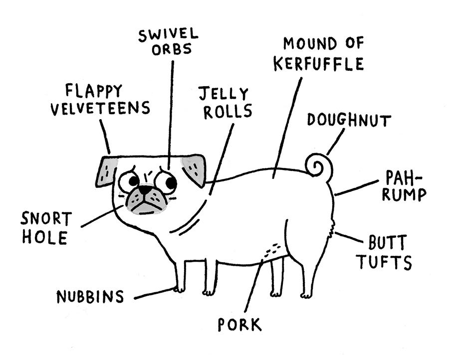 BreedSpecific Canine Anatomy. Charting the correct terminology for… by gemma correll I Love