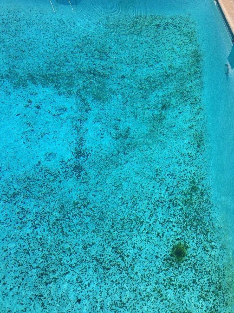 How do mold restoration companies clean pools? by Clarity Pool