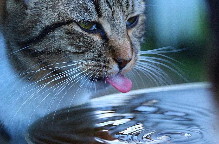 7 Warning Signs Your Cat Is Drinking Too Much Water by Pettsie Medium