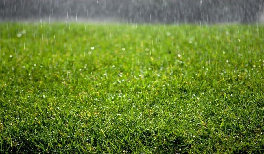 Can I lay turf in wet weather?. Wet weather, especially a light shower