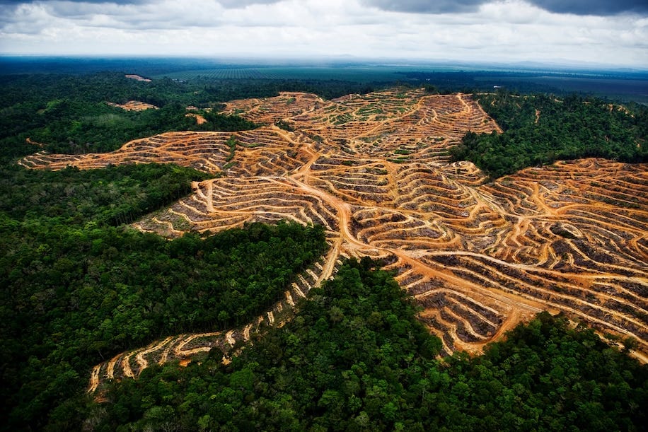 Is Palm Oil Bad or Good? Well.. It's Both. Here's Why. Age of Awareness