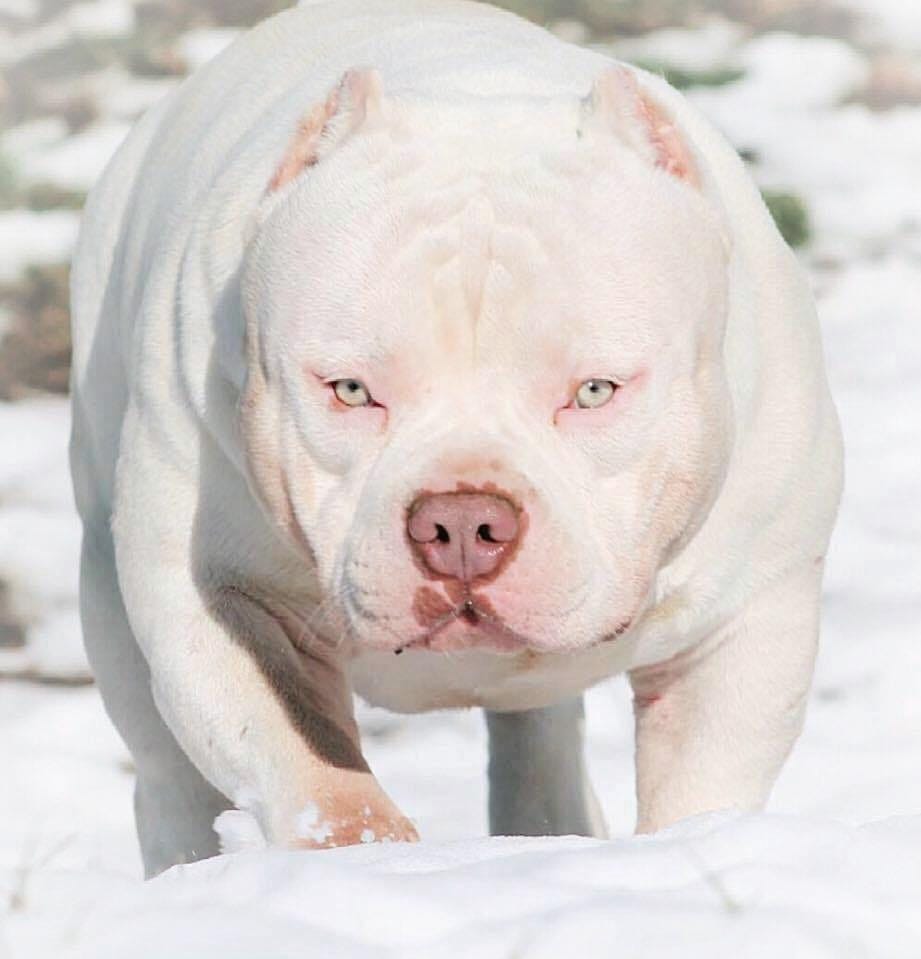 CHOOSING A STUD SHOW DOGS & STUD DOGS IN THE AMERICAN BULLY BREED by
