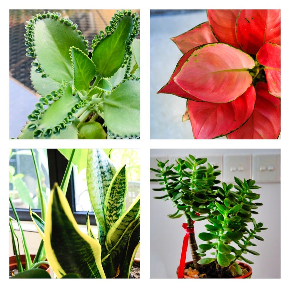 How My Plant Collection will Bring Good Fortune in 2023 by Elvie Medium