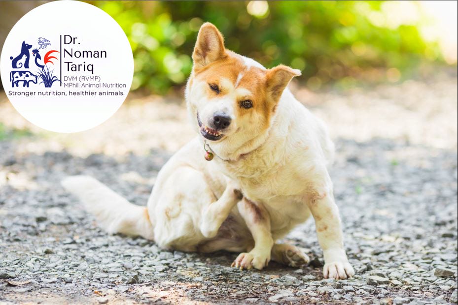 Why Dogs Develop Allergies An Untold Story by Vet. Noman Tariq Sep