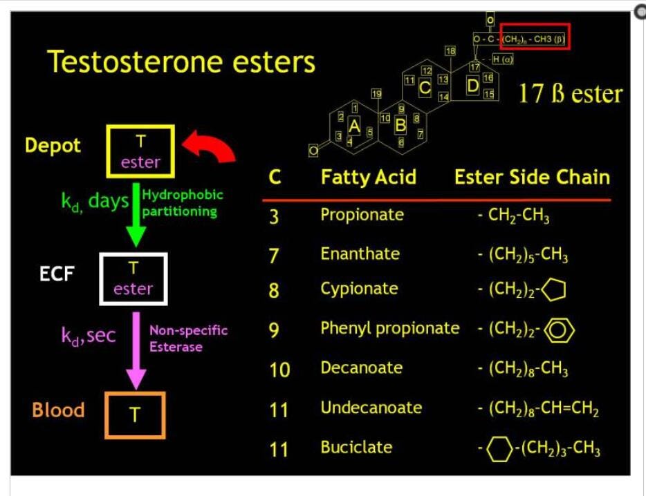 What is ester, why add it to steroids? by Iceee Jun, 2023 Medium