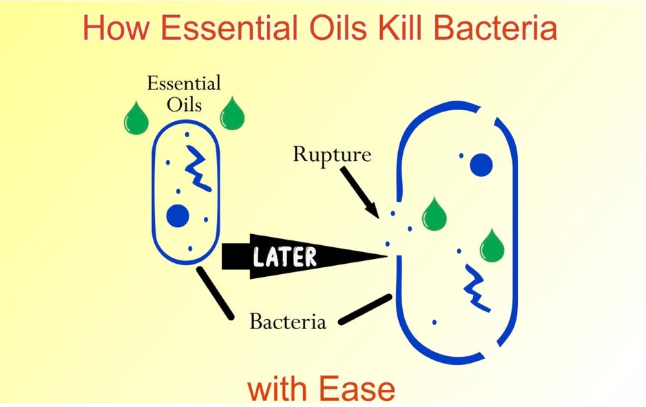 How essential oils kill bacteria with ease by EarthSential Medium