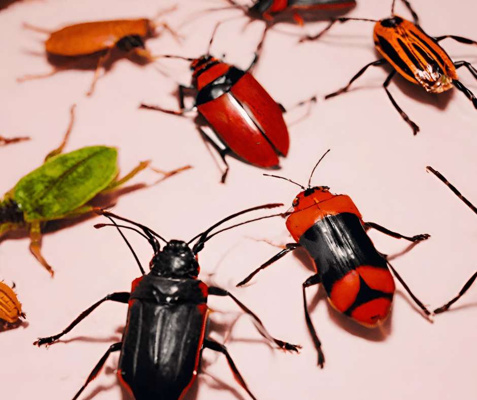 7 Tips To Prevent Bugs When Transitioning Plants Indoors by OmniPV Oct, 2023 Medium