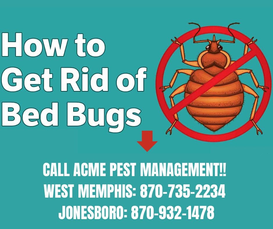 How to Get Rid of Bed Bugs? ACME SEO Medium