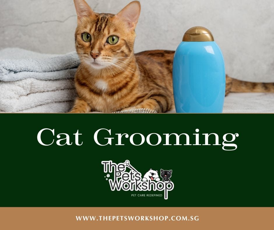 Tips for Keeping Your Cat’s Fur Healthy at Home The Pets by Medium