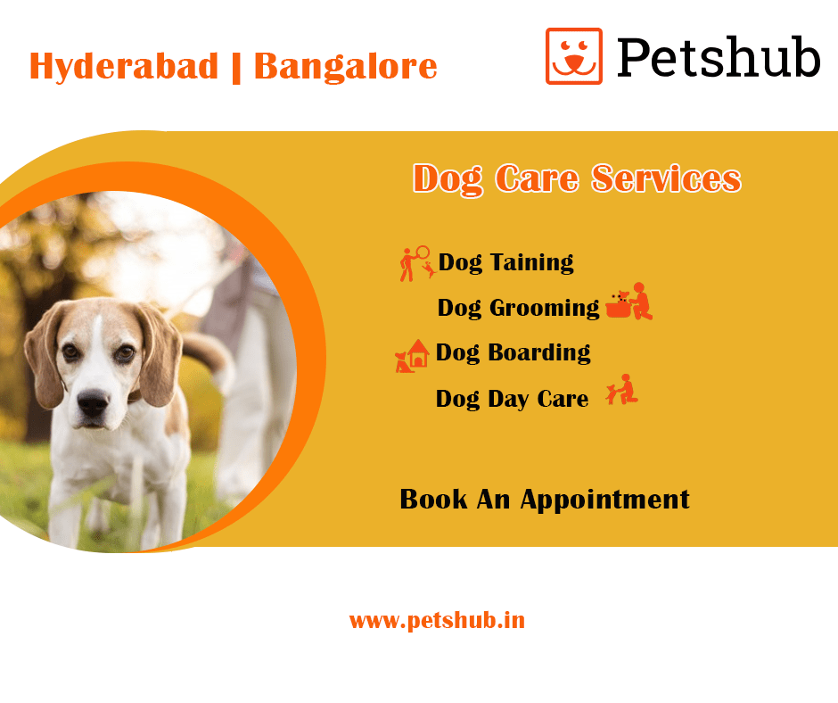 Book Best Kennels for Dogs in BangalorePETSHUB by azzu syed Medium