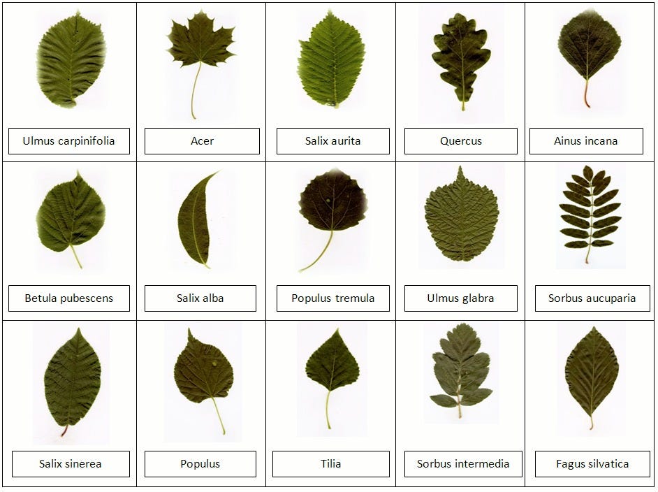 Plant Leaf Classification Using Deep Learning, Transfer Learning and ML