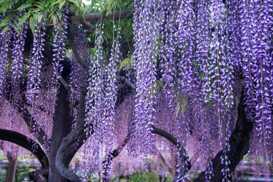 Wisteria Flower Meaning Unraveling the Secrets of This Enchanting