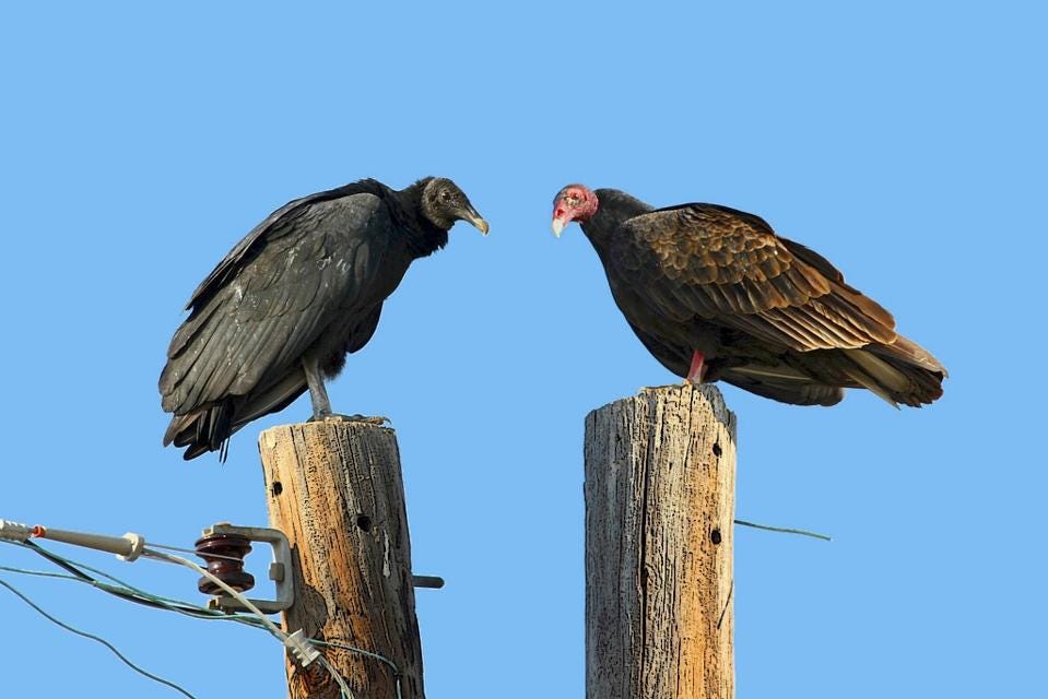 Why Do North American Vultures Have Either Red Or Black Heads? by