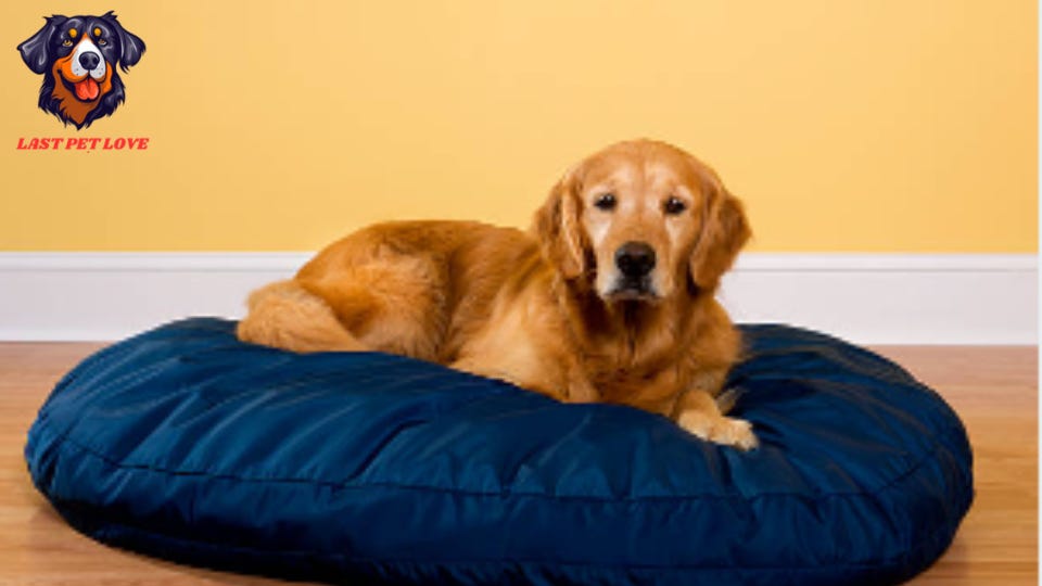 Live love bark dog bed marshalls. Live love bark dog bed marshals Dogs