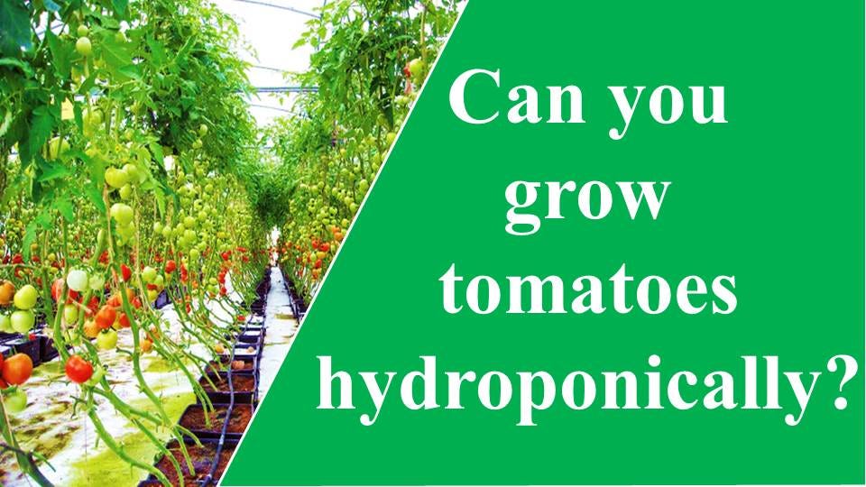 Can you grow tomatoes hydroponically? by Times of Agriculture