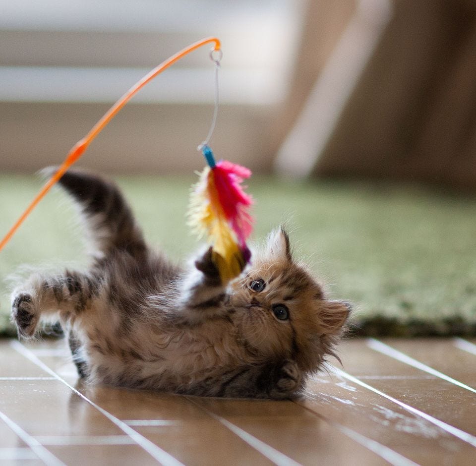 Playtime 101 — How To Play With Your Cat! by Relax My Cat Medium