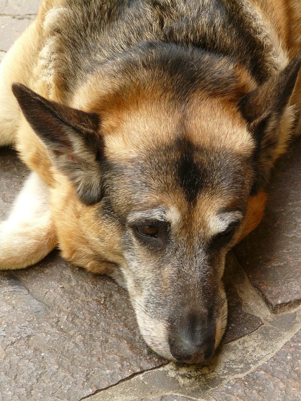 How to Teach Your Dog to Lie Down by Dog Lovers Club Medium