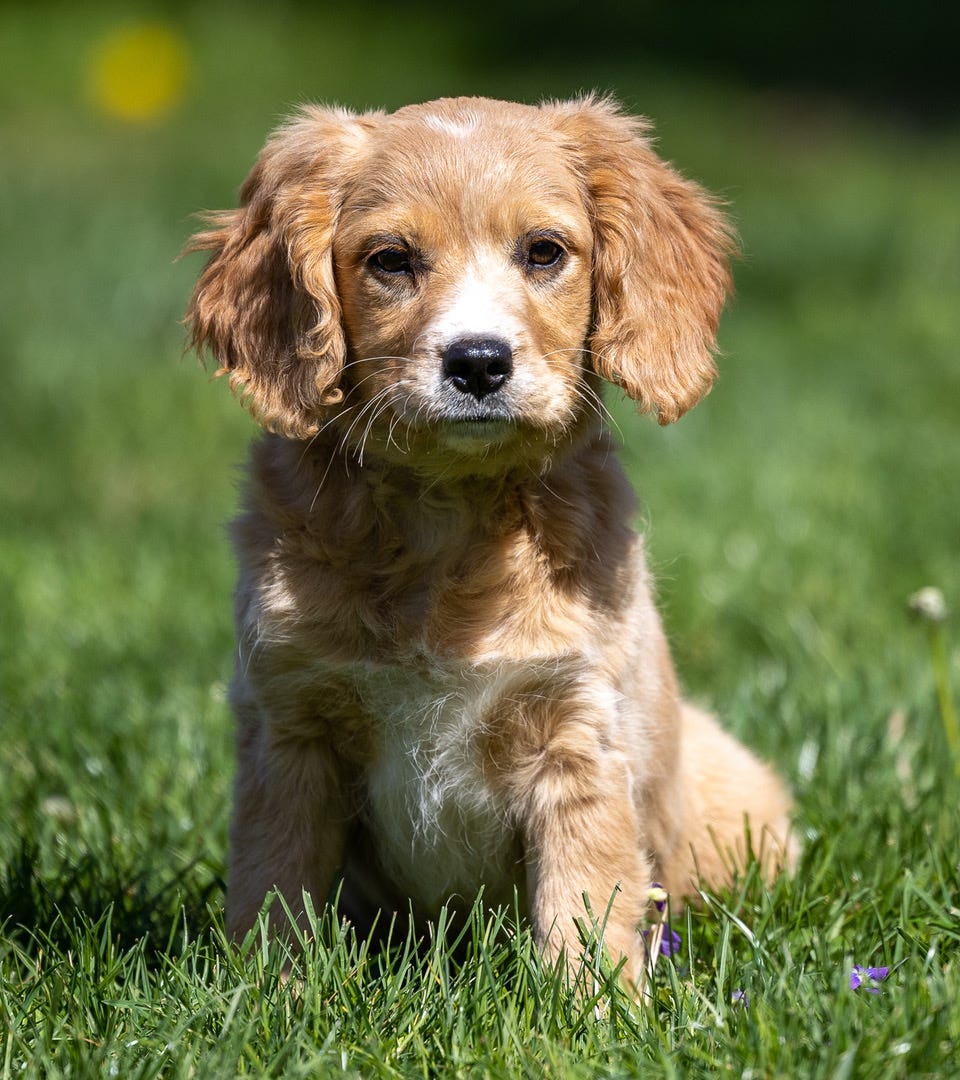 So, you want to buy a puppy, eh? Keep reading, this is only the