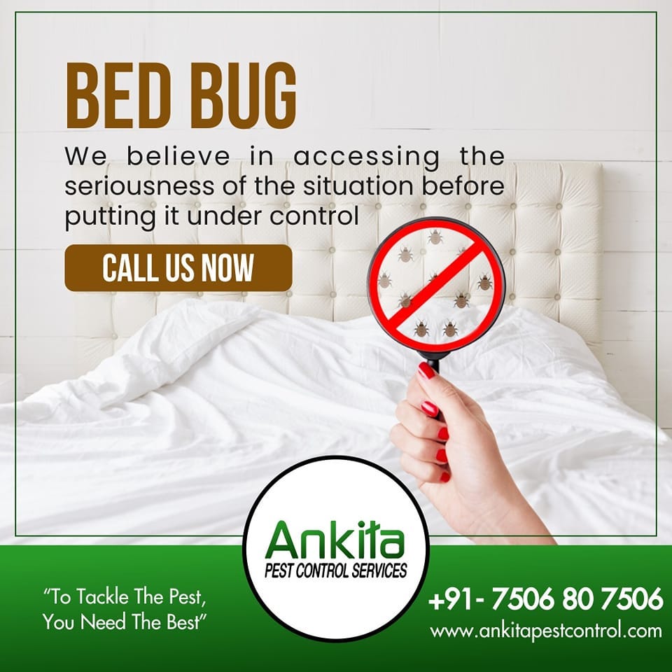 Is It Good To Spend For Bed Bugs & Termite Treatment Services? by