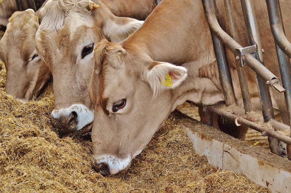 Which animal feeds are fit for the future? by Futures Centre Medium