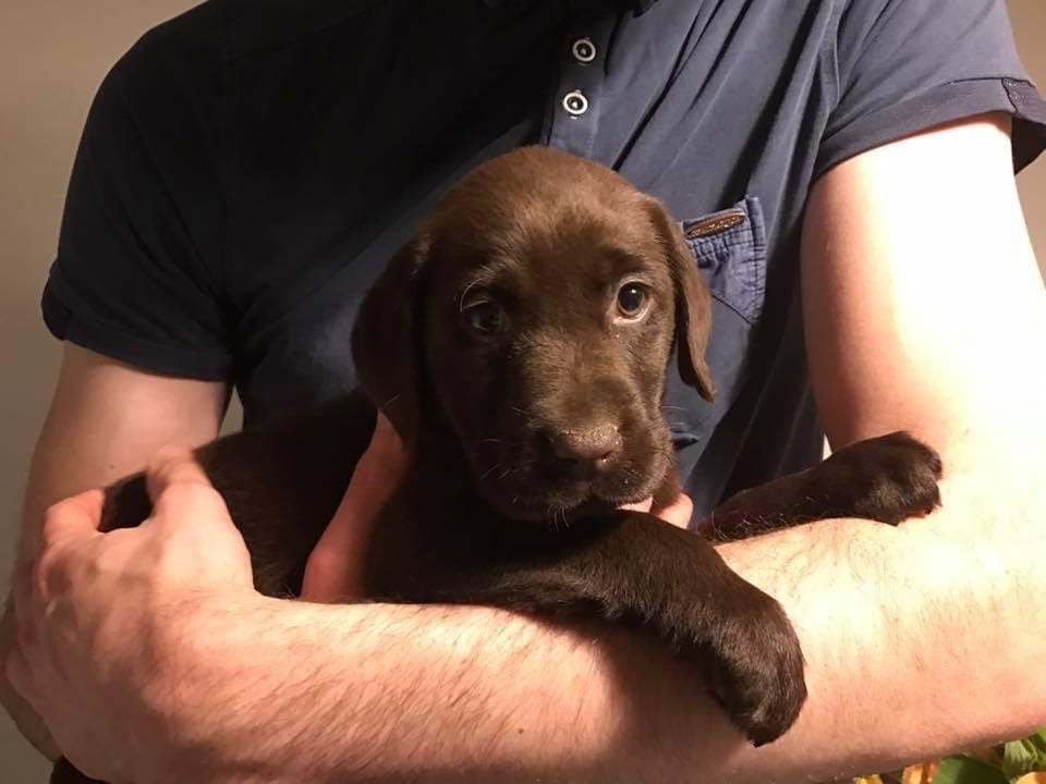 10 Basic Steps In Training a Labrador Puppy by Graham Lamont Medium