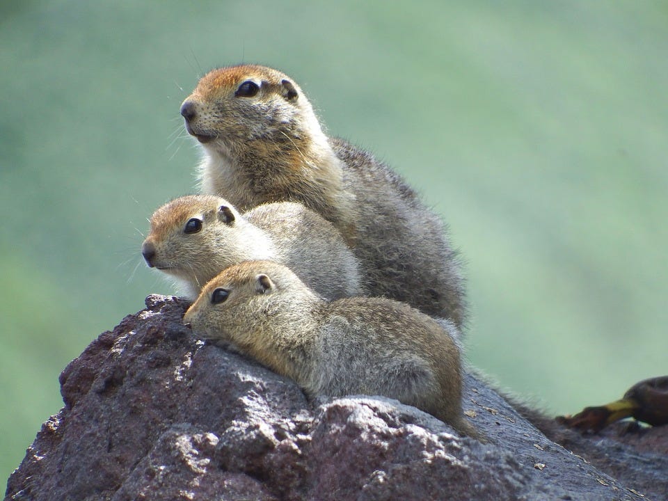 Socket Programming in Golang TCP Clients by Alex Rodriguez Medium