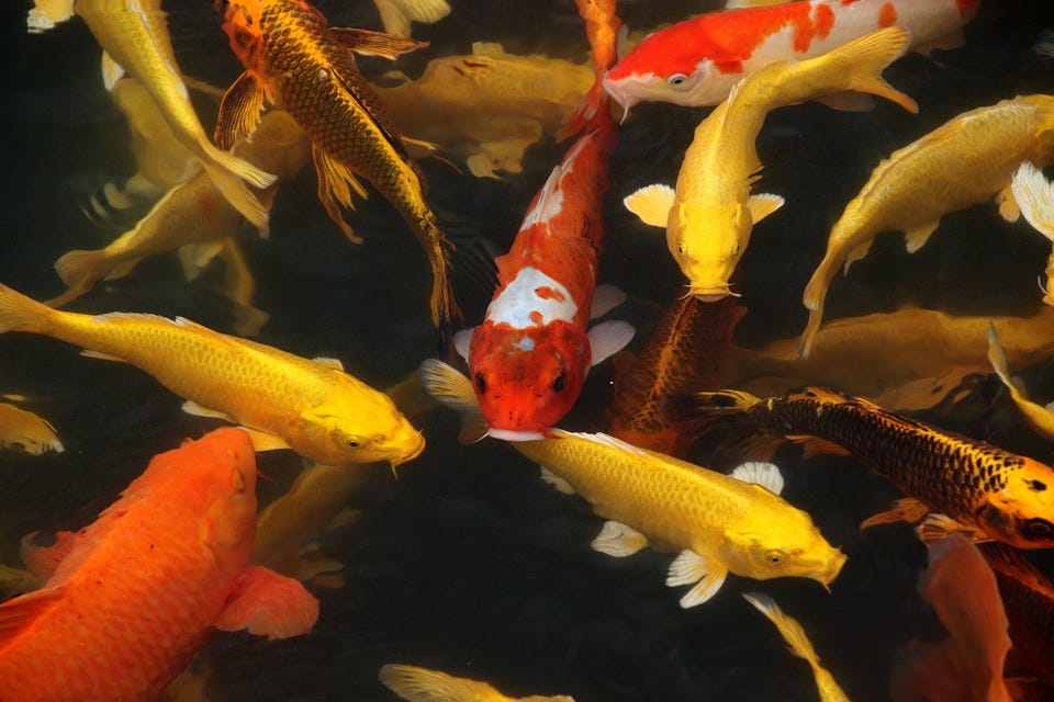 How to feed Koi Fish?. Koi fish is not just an ordinary fish… by