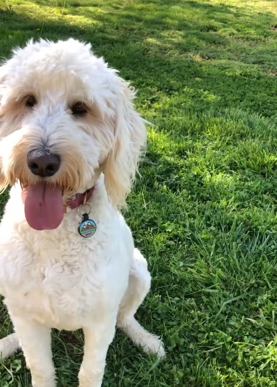 Goldendoodles are generally friendly and social dogs that can be good