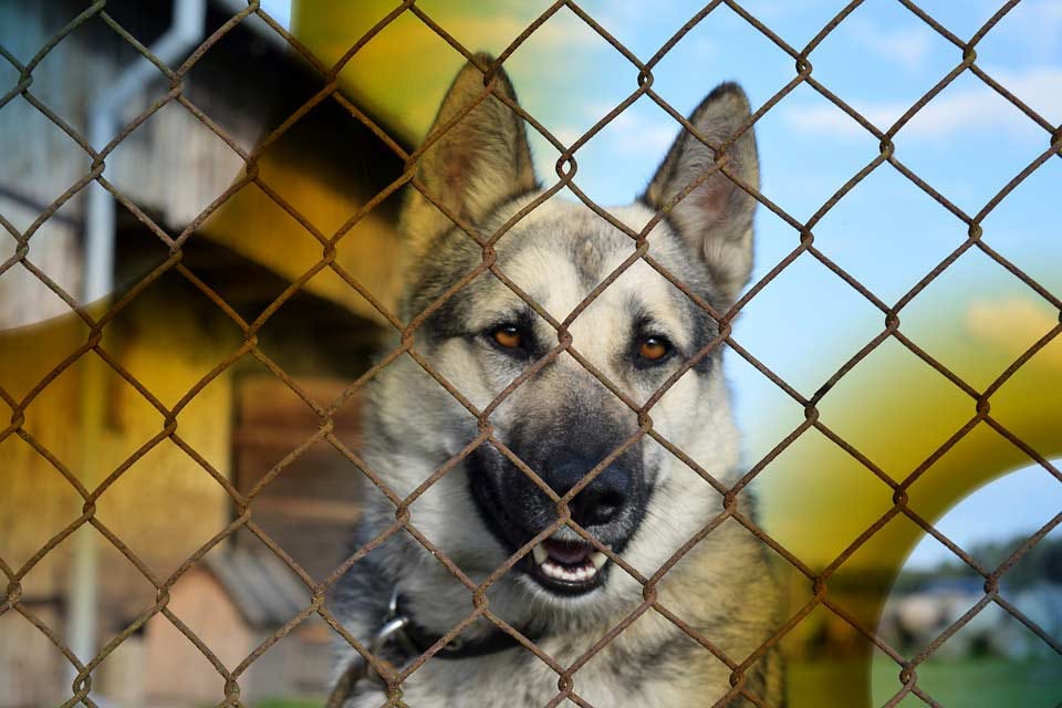 How Much Does An Electric Fence Cost Per Month? by Questions About