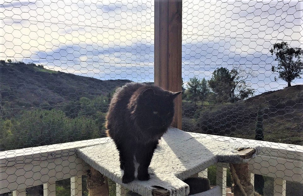 Wandering Cat? 15 Tips To Keep Your Cat Close To Home by Susan Nilson