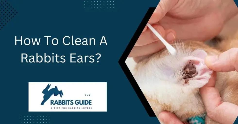 How To Clean A Rabbits Ears? Tips and Tricks by therabbitsguide Medium