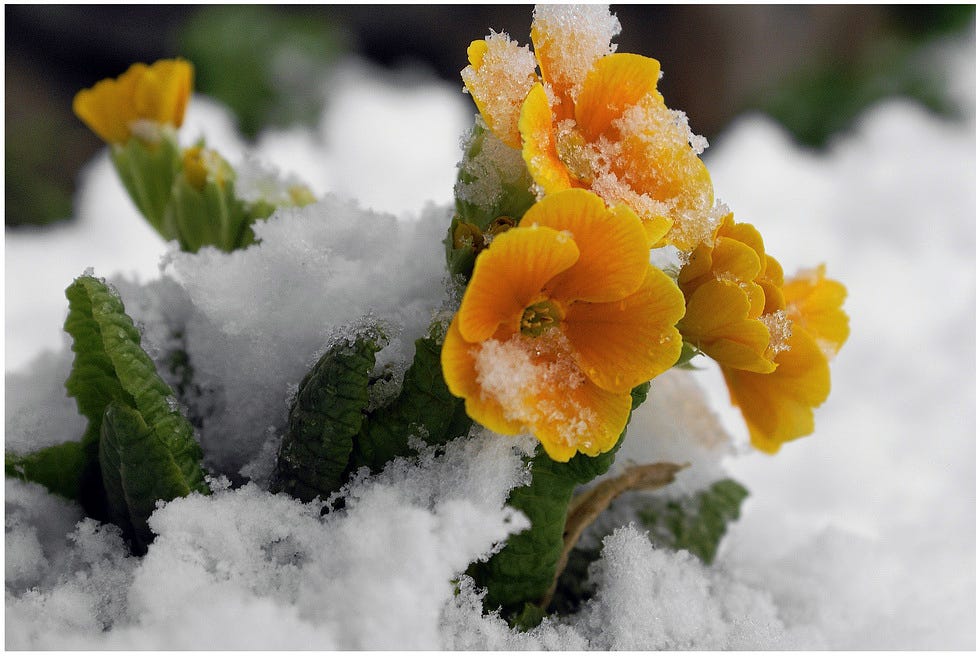 What plants continue to grow under the snow? by Roman Oleksiienko