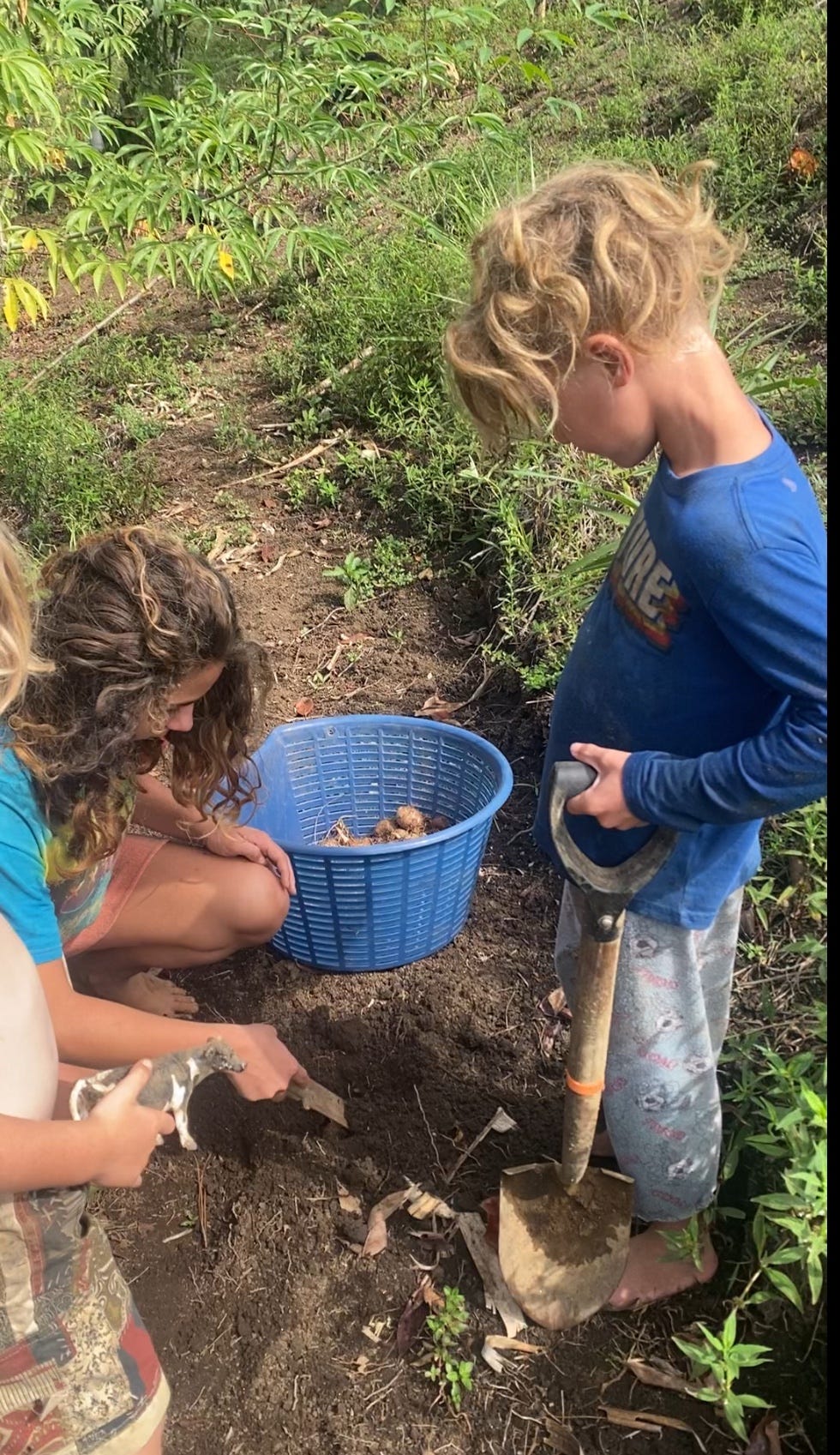 Growing Tiquisque and Ñampí A Guide to Costa Rican Taro Root by