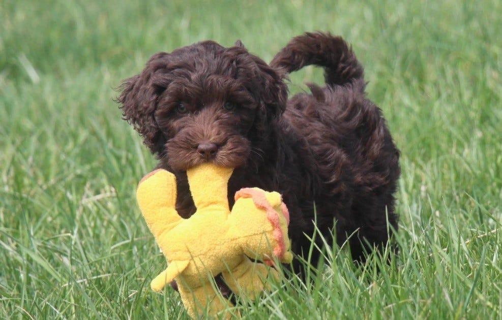Chocolate Labradoodle Origin, Characteristics And Much More