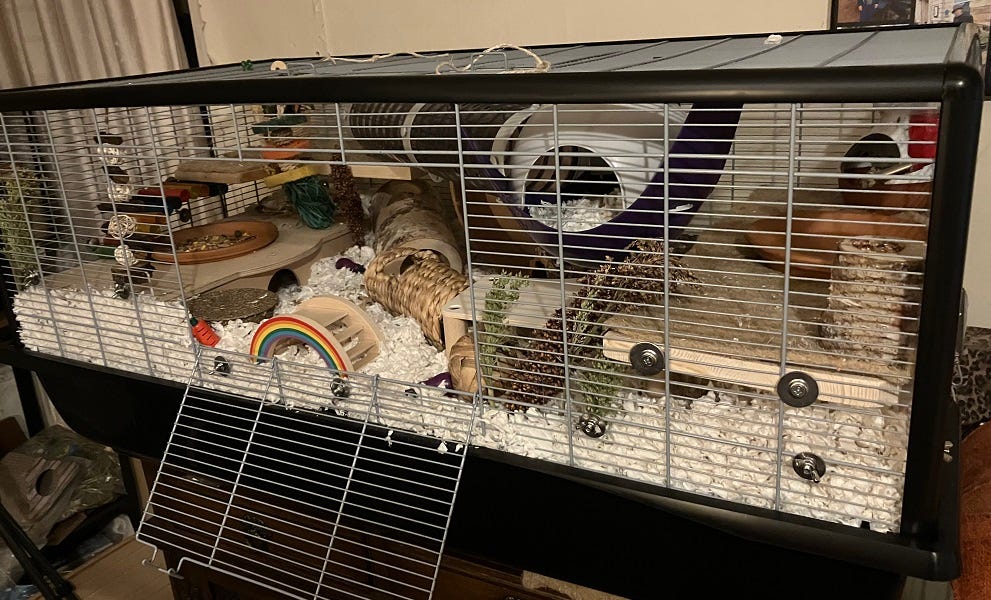 Which hamster cage should I get?. Choosing the best cage or enclosure