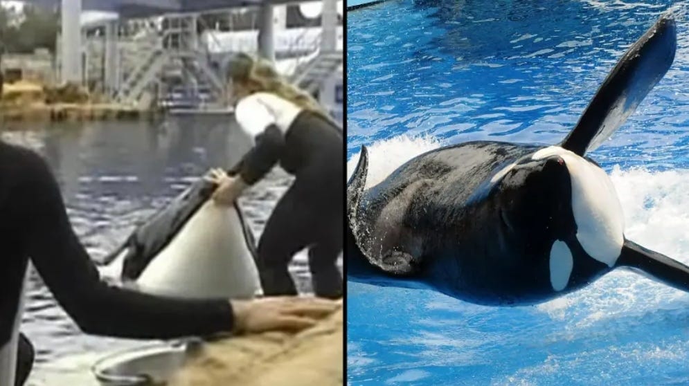 Seaworld Dawn Brancheau Video by Owen Bosley Apr, 2024 Medium(04)