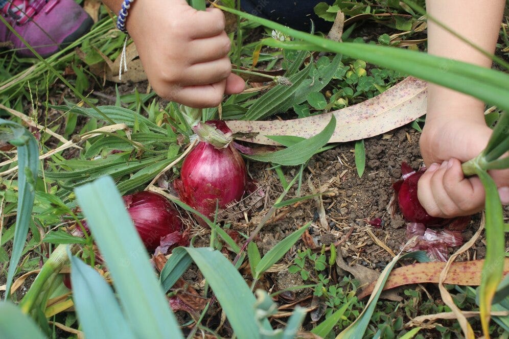 Is it OK to put onions in compost? GreenEveryGarden Medium