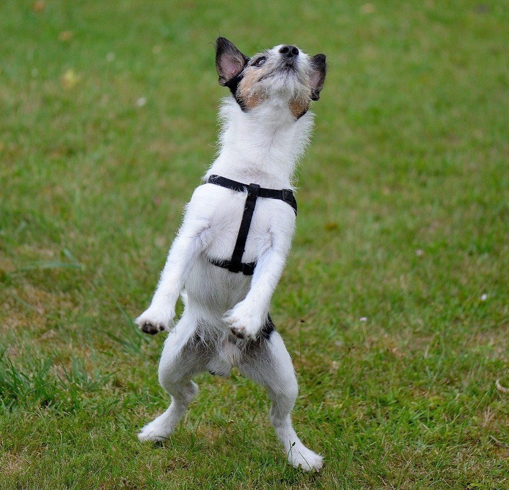 How to Stop Your Dog from Jumping Up On You and Others by Helping