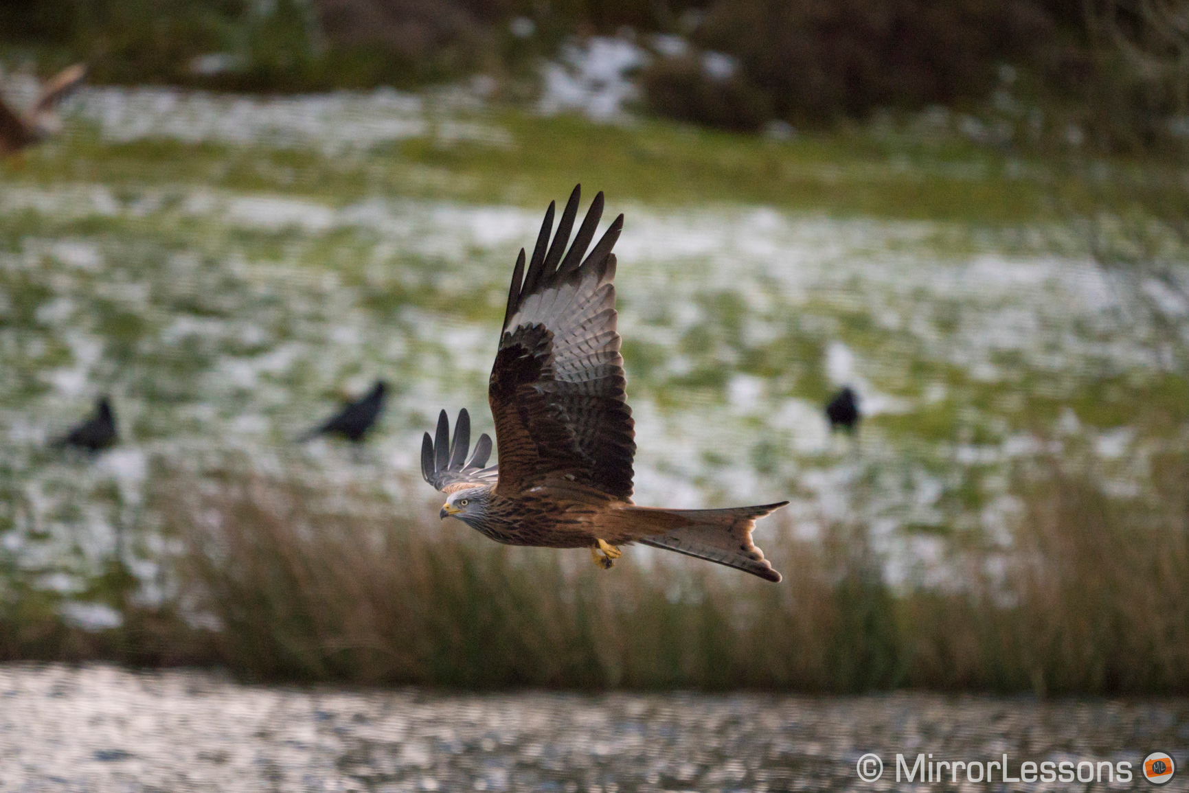 The Best Mirrorless Cameras for Birds in Flight Ranked