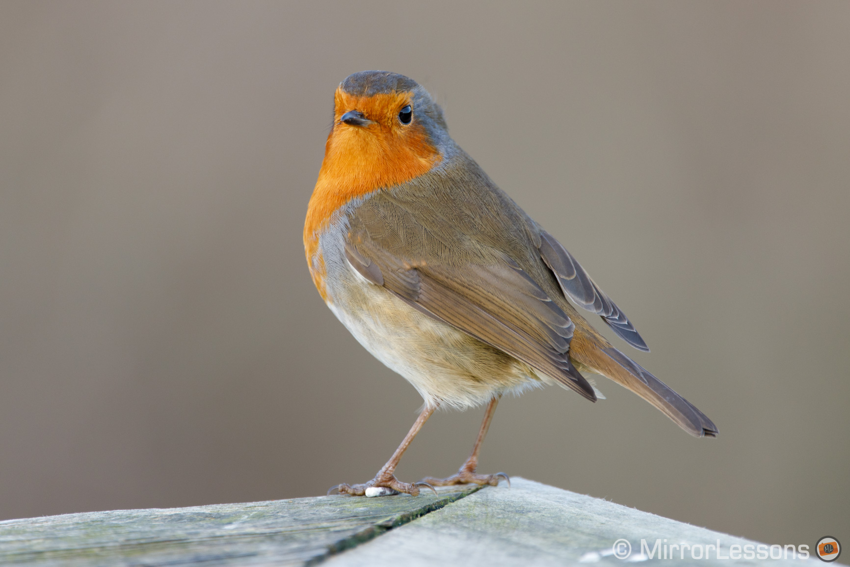 Gallery of Canon EOS R Sample Images (RAW & SOOC JPGs) Mirrorless