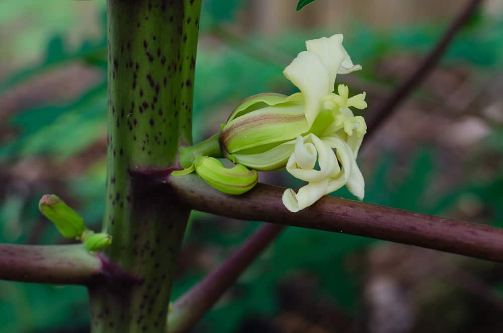 Female Papaya Flower